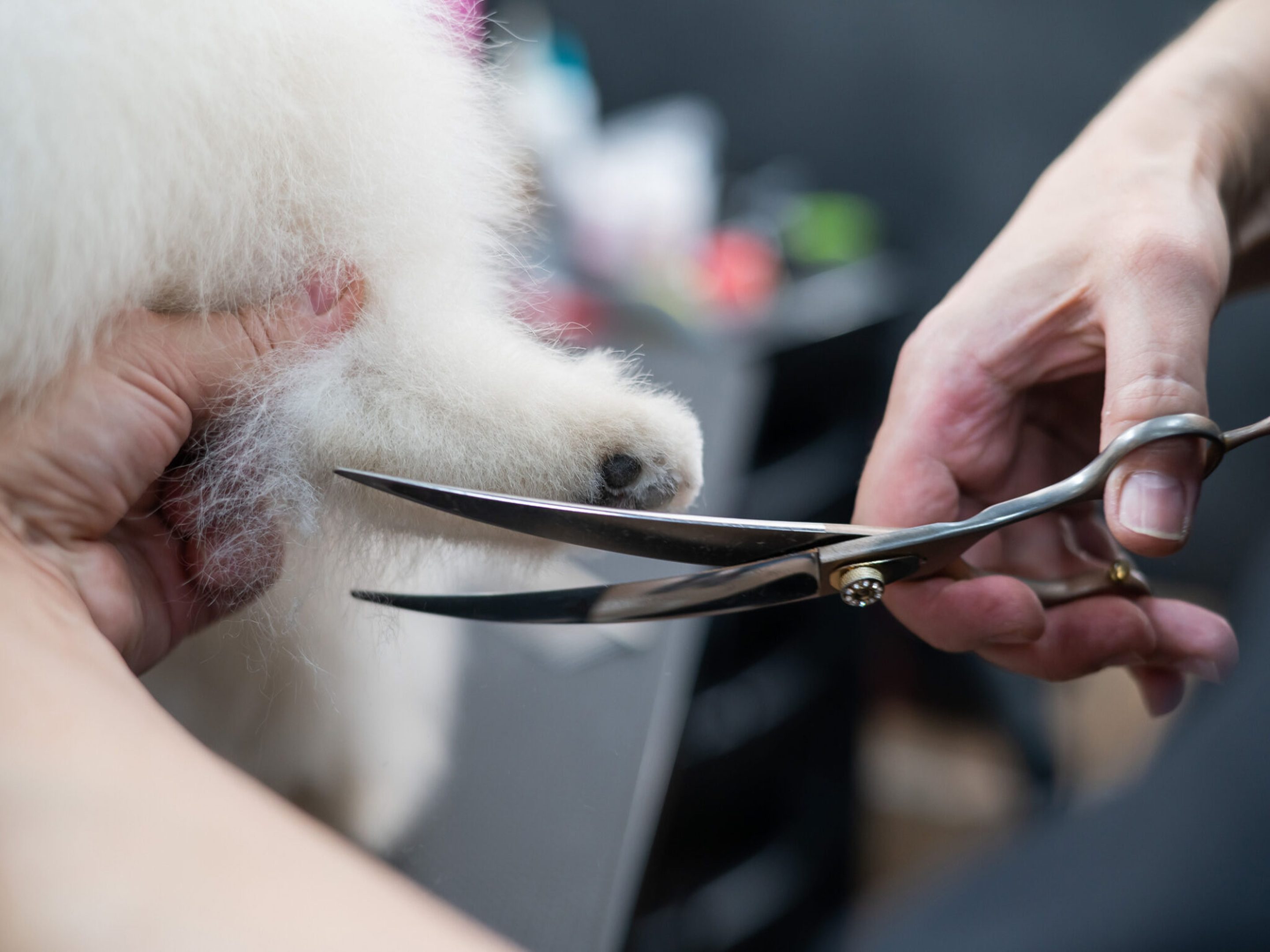 A woman cuts the hair on the paw of a Spitz. Spitz dog in a grooming salon