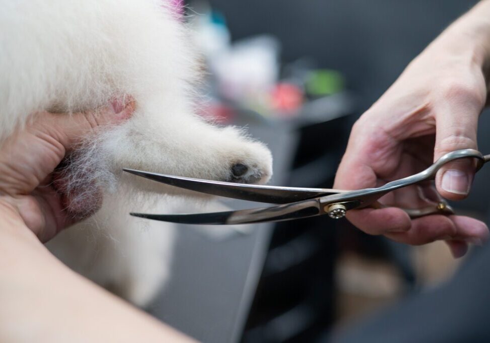 A woman cuts the hair on the paw of a Spitz. Spitz dog in a grooming salon